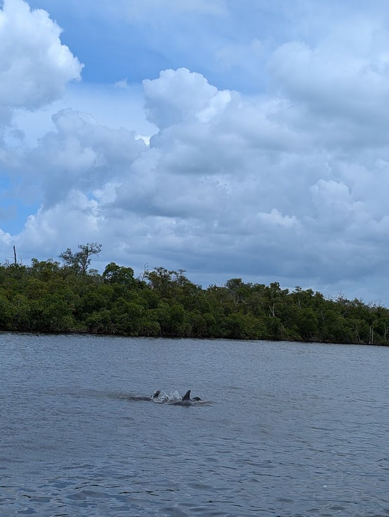 Wild Dolphins in the Surrounding Waters