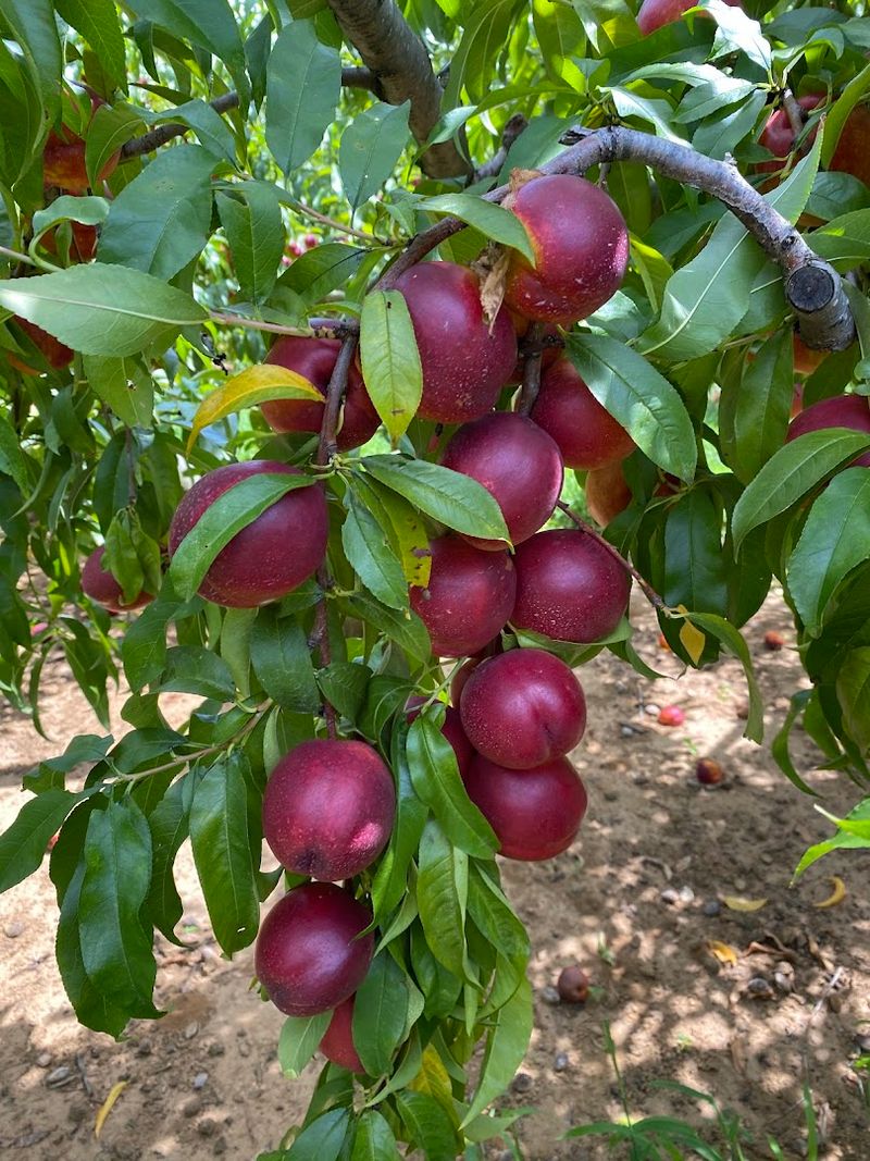 The Pick-Your-Own Experience That Keeps Families Coming Back