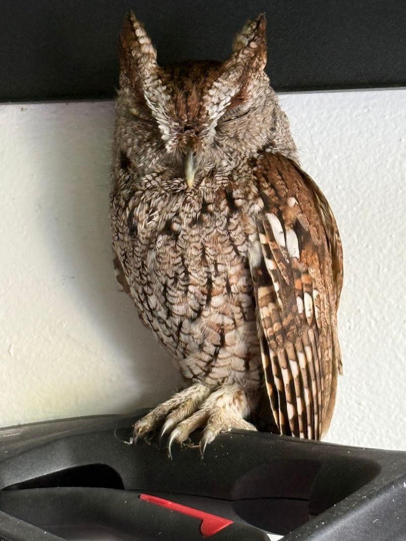 The Medical Care Behind Every Rescue