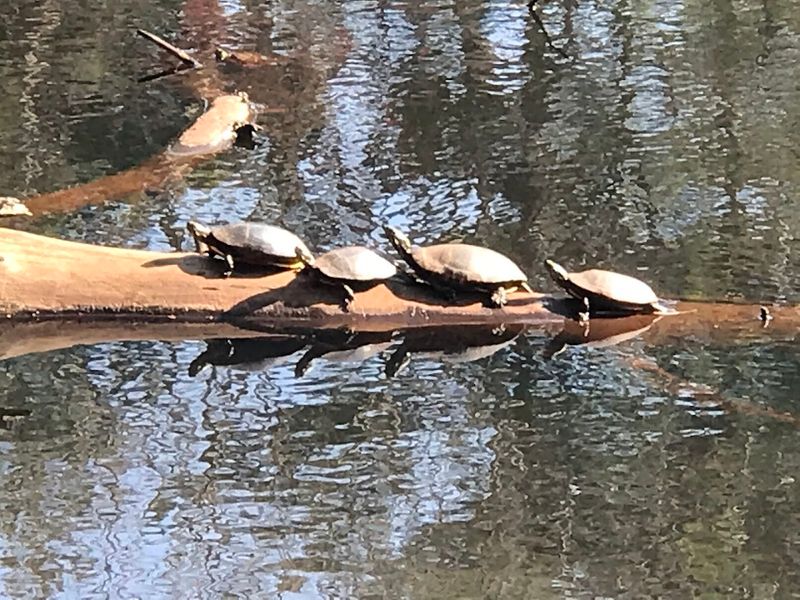 Spotting Wild Animals on the Trails