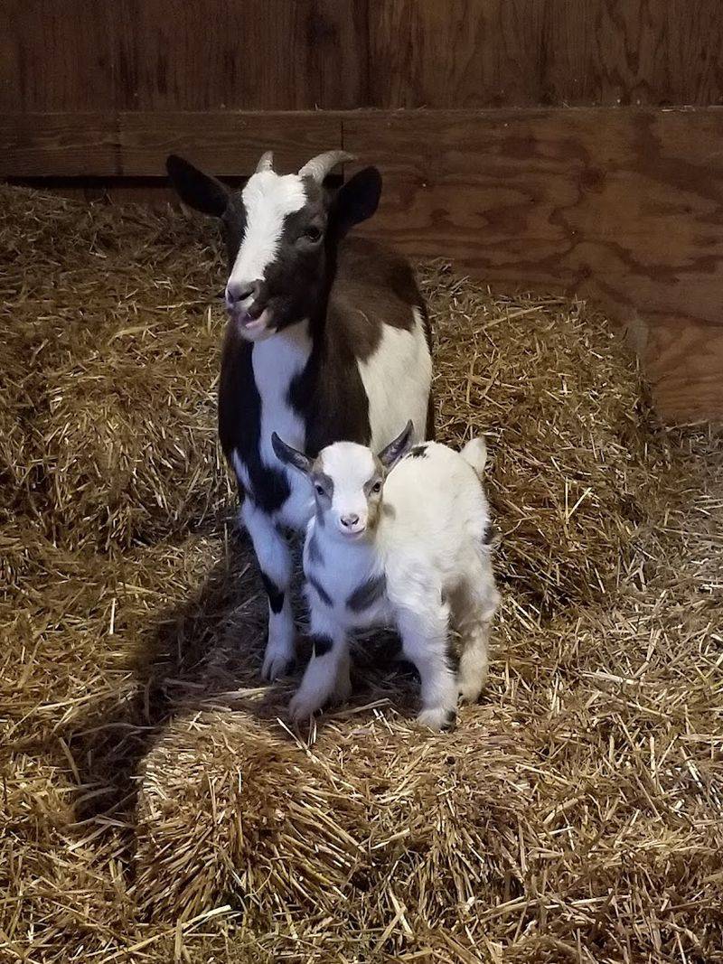 Every Animal Has a Story