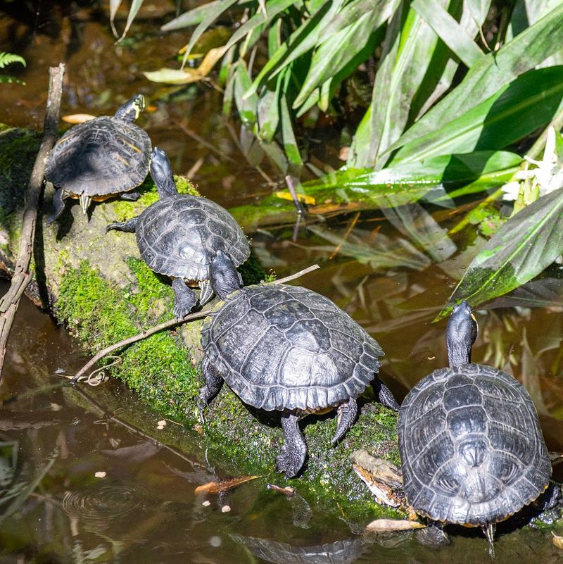 Reptiles, Snakes, and the Herp House