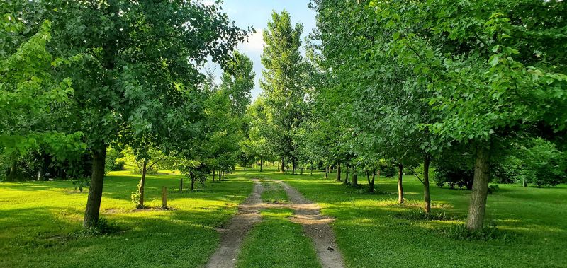 The Trees That Carry the Most Weight