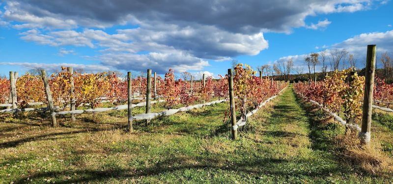 New Jersey Grapes, Start to Finish