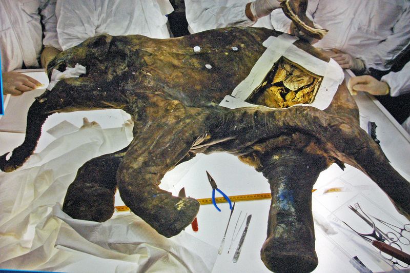 The Yuka Woolly Mammoth Frozen in Siberian Permafrost