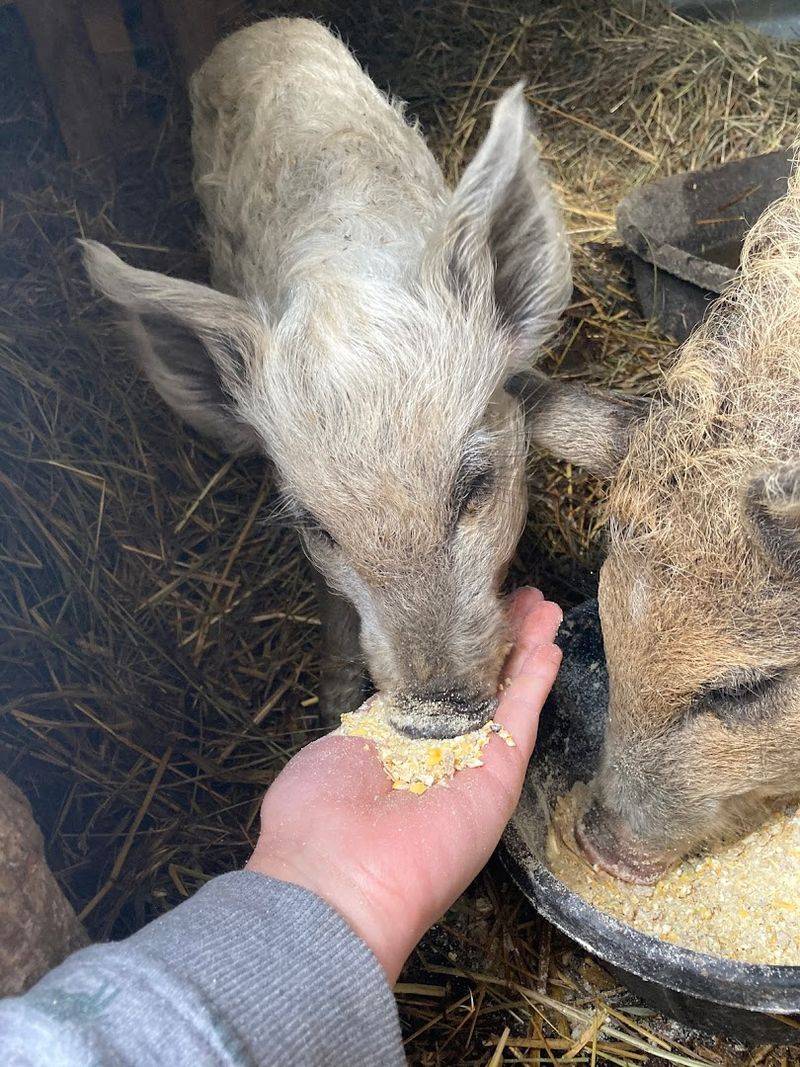 The Animals That Steal Every Visitor's Heart