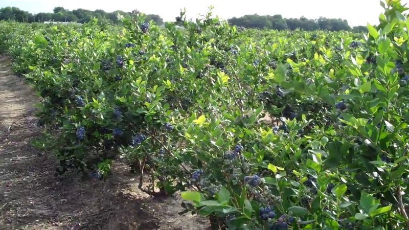 The Long History of Blueberry Farming Here
