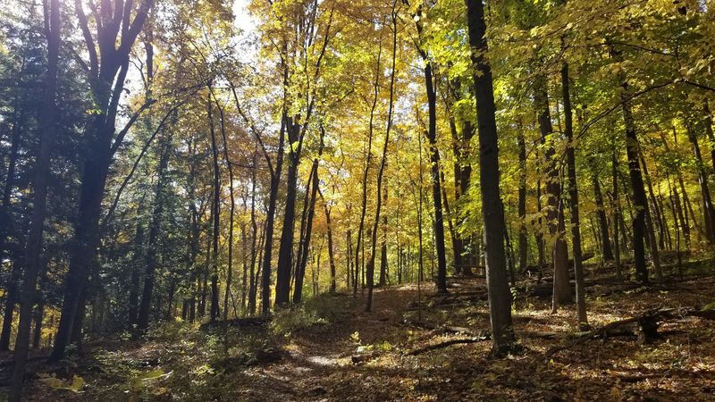 Disc Golf in the Trees