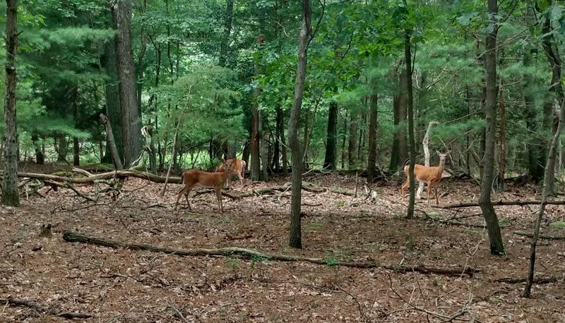 Wildlife That Outnumbers the People
