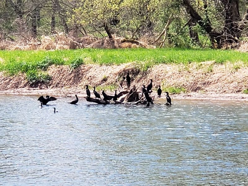 Birding and Wildlife Along Every Turn
