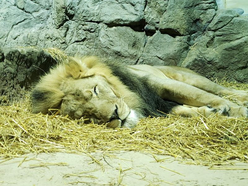 350 Animals and the Stories Behind Them