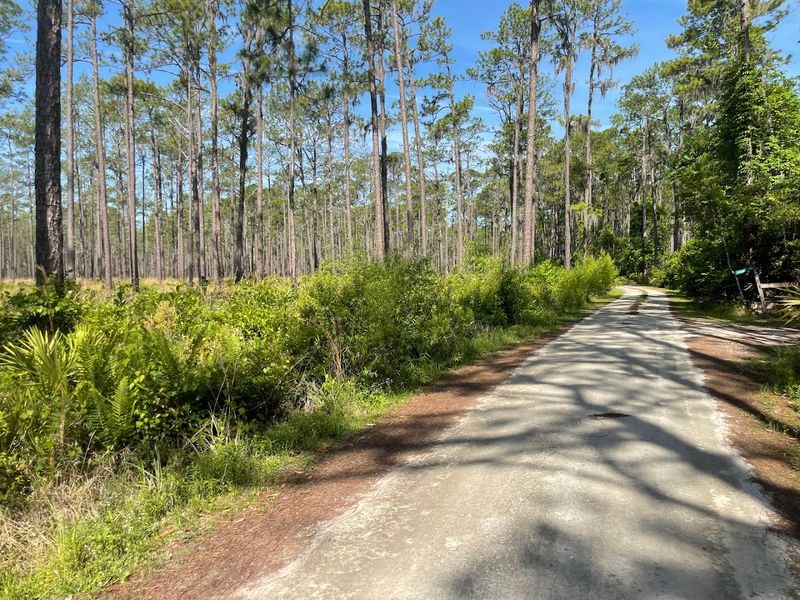 Horseback Riding Through the Pines