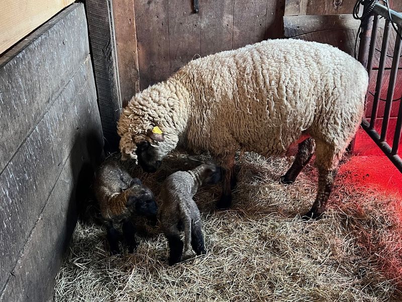 Fosterfields Living Historical Farm in Morristown, New Jersey