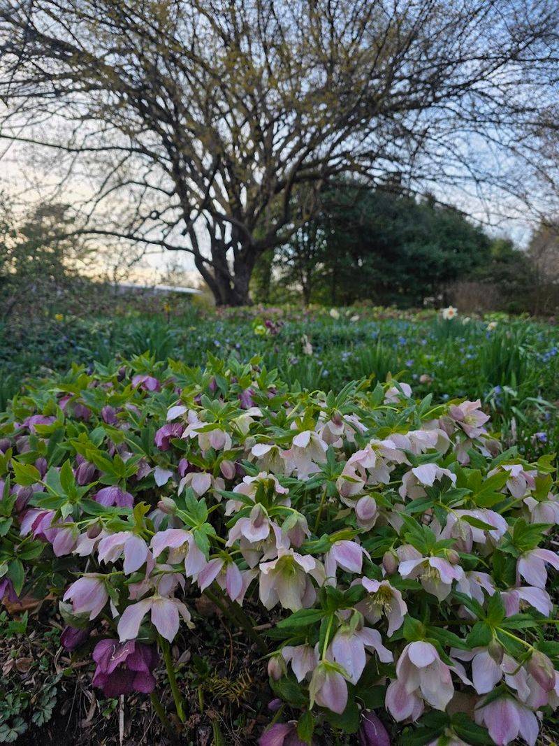 Why This Arboretum Keeps Drawing People Back Year After Year