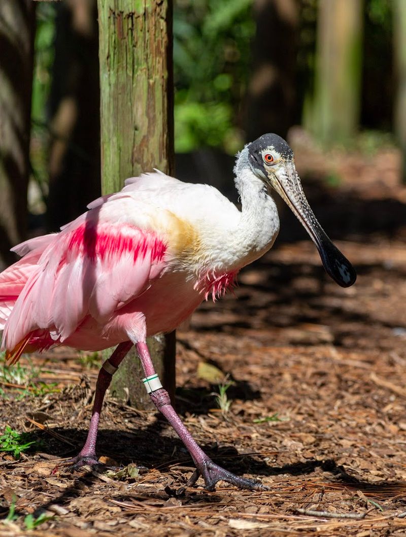 Conservation Programs That Give the Visit Meaning