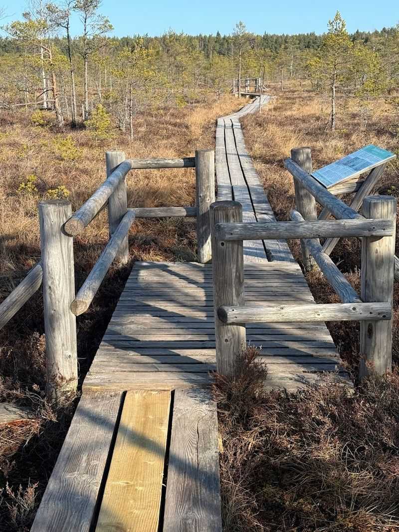 Ķemeri National Park, Latvia: The Bog Boardwalk That Turns a Quiet Walk Into a Moody Masterpiece