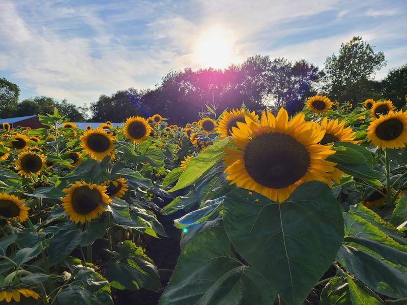 Sunflower Fields and Summer Visits Worth Planning Around