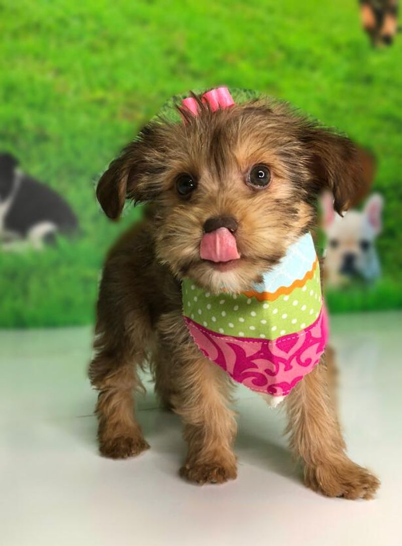 Flying Puppies to Their Forever Homes