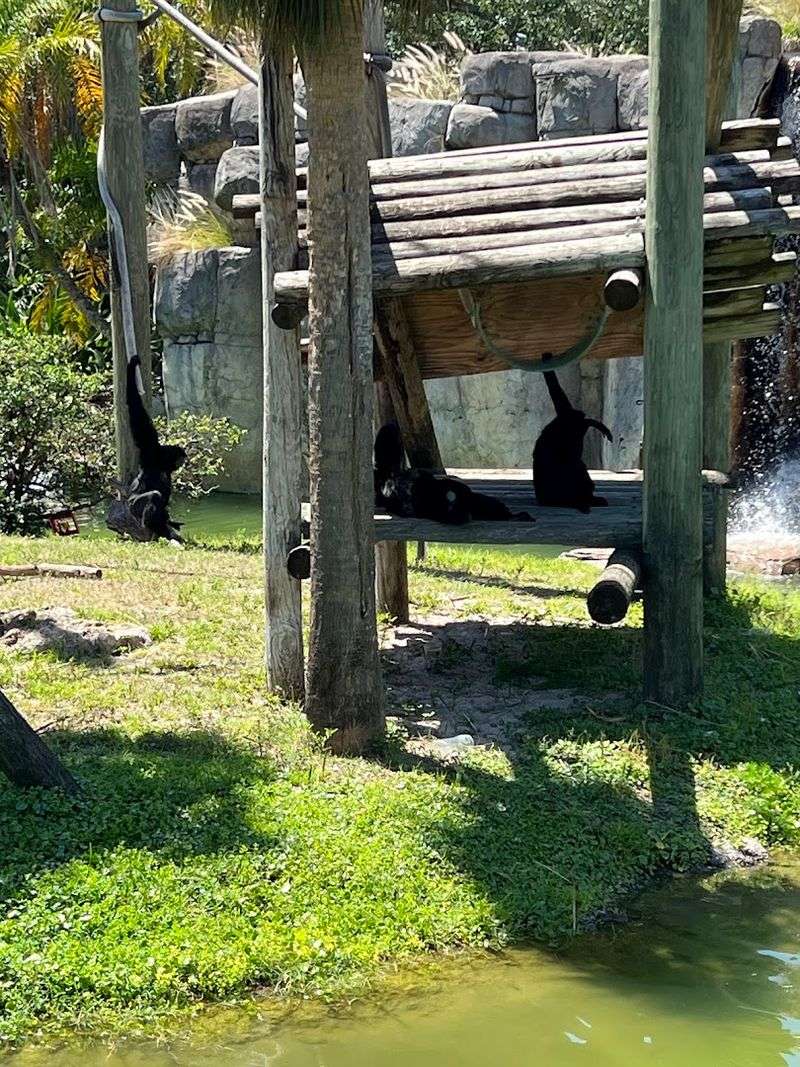 Orangutan Encounters: Free, Up-Close, and Completely Unforgettable