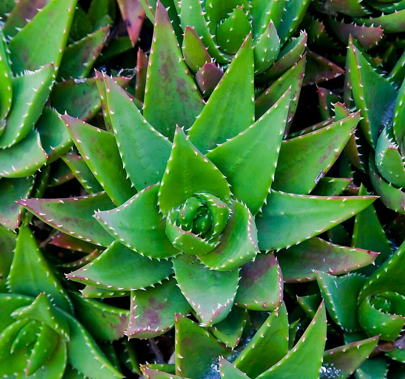 Aloe (Aloe vera and Others)
