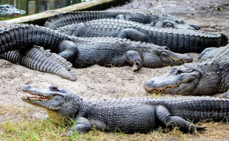 500 to 600 Alligators Calling This Place Home