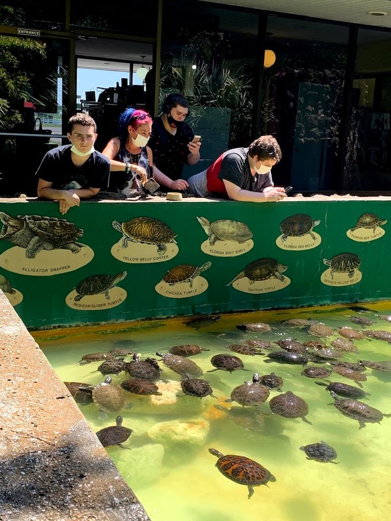 Feeding the Turtles: A Surprisingly Joyful Moment