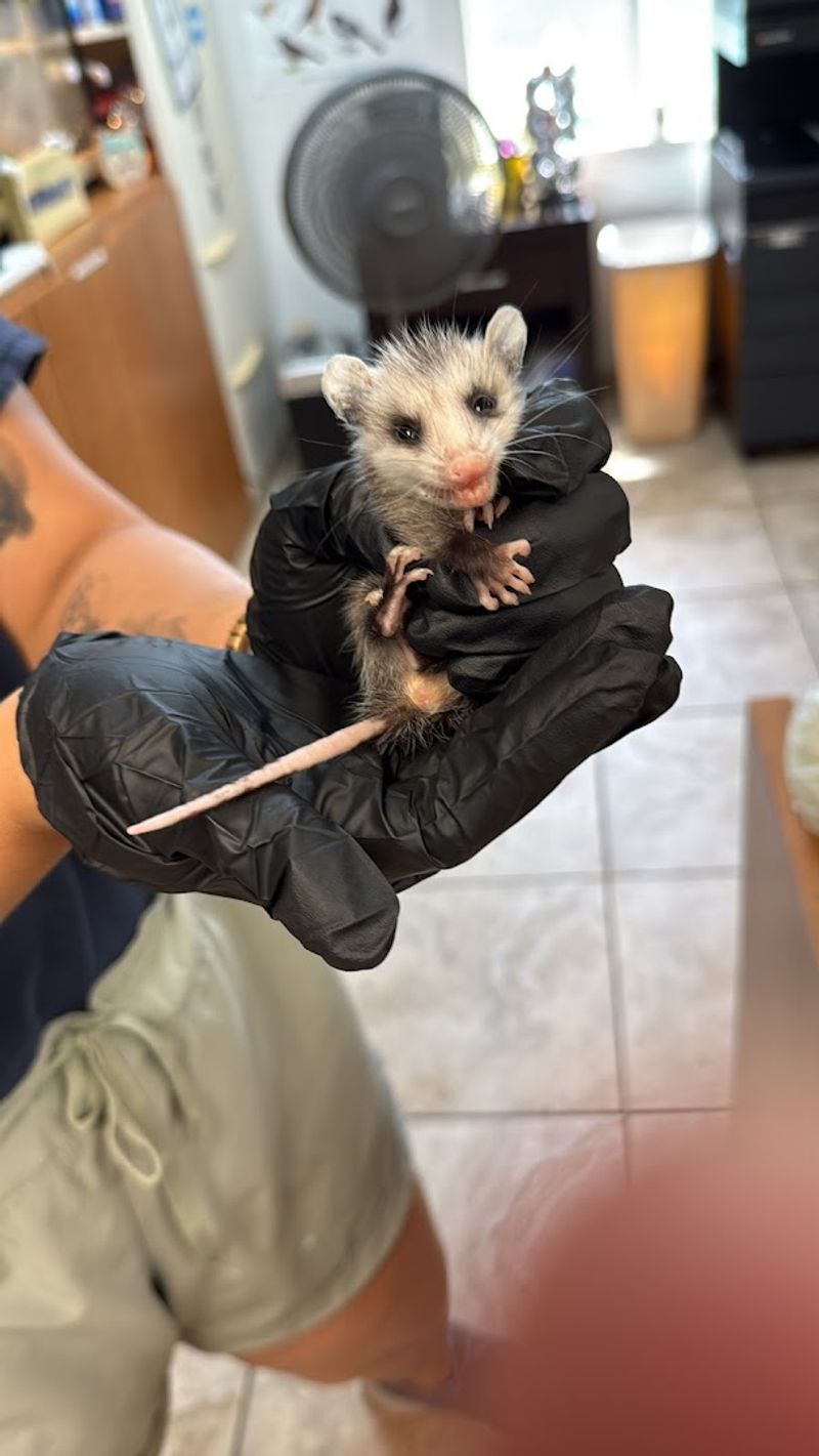 What To Do When You Find Injured Wildlife