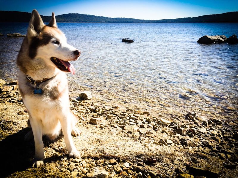 Dogs, Families, And Shared Space