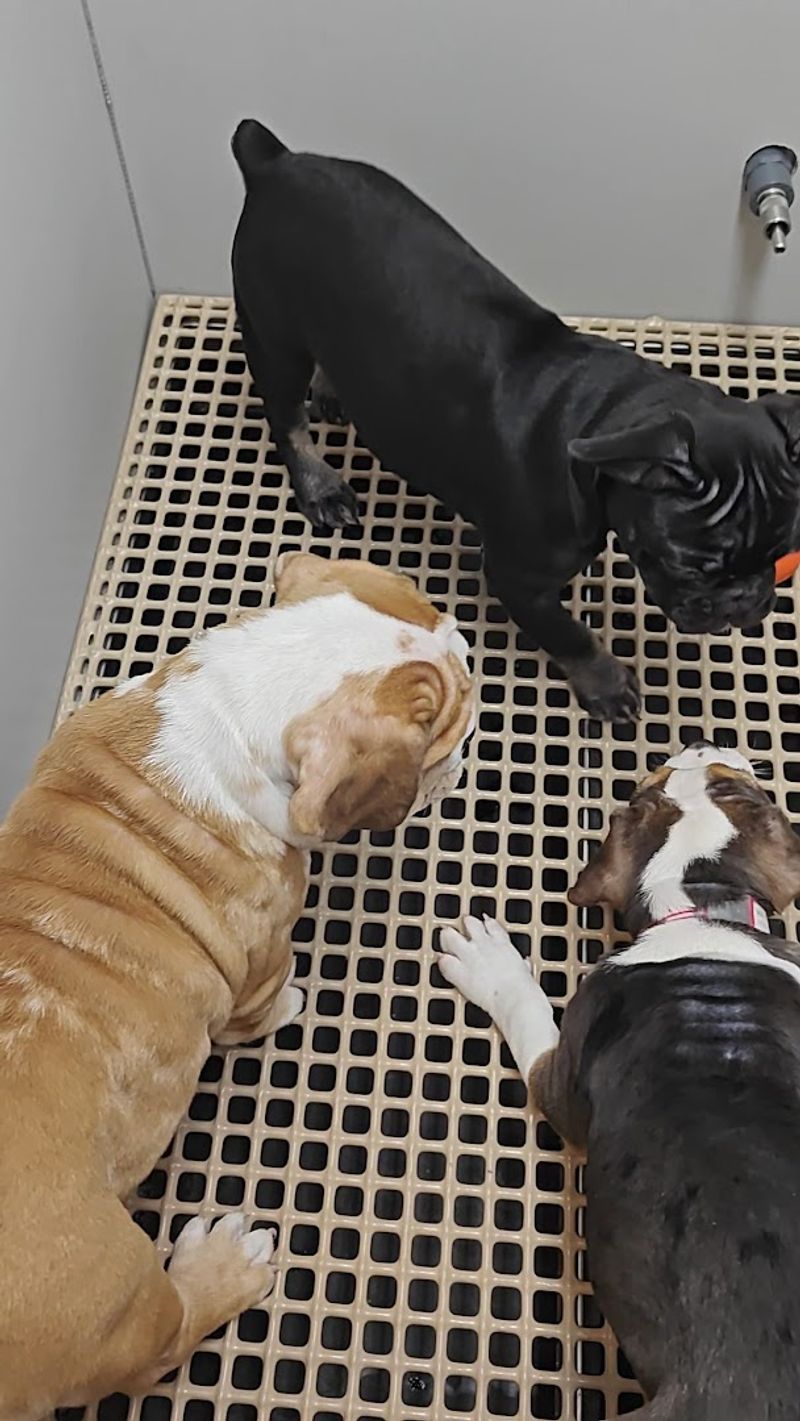 The Pet Shop: Puppies, Personalities, and a Lot of Temptation