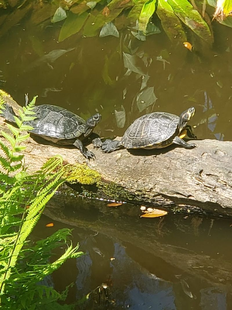 How This Zoo Compares to Larger Facilities