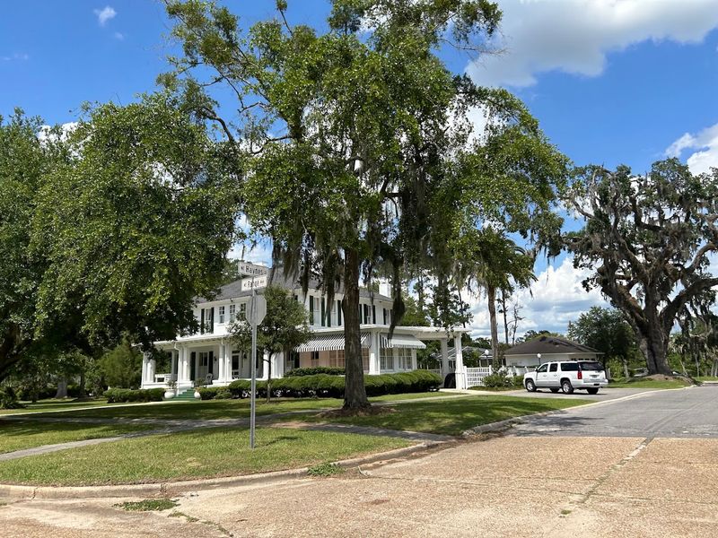 Live Oak Canopy Roads: Nature's Own Architecture