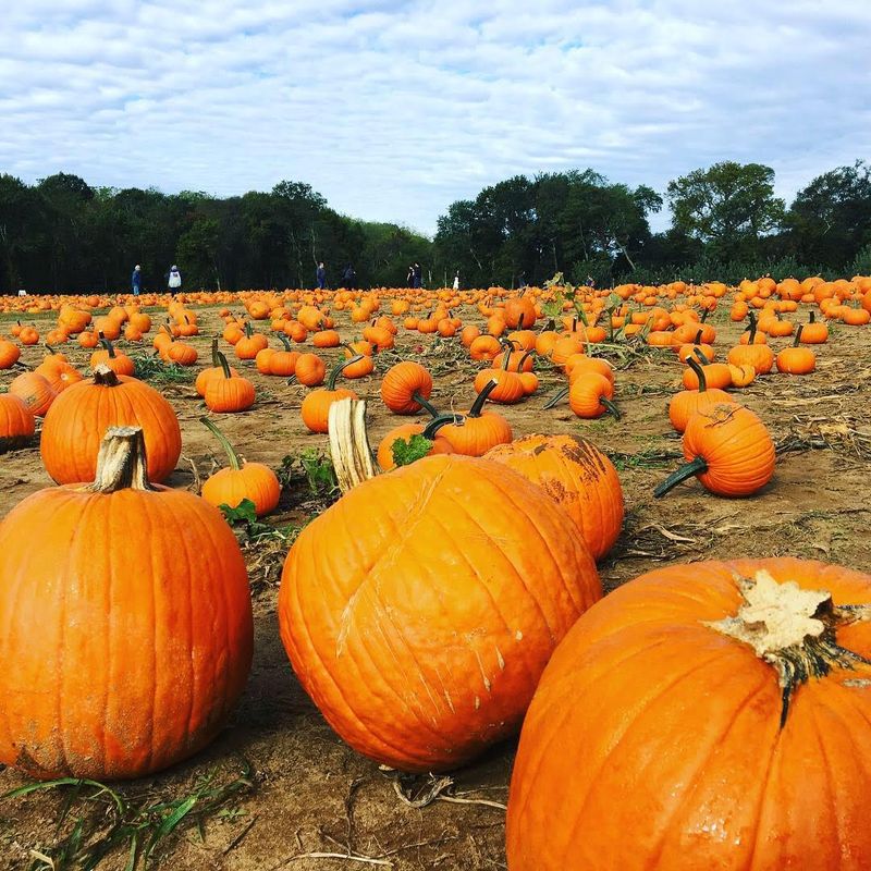 Pumpkin Picking That Completes the Fall Lineup