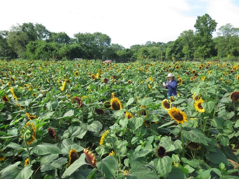 Sunflowers, Lavender, and More to Explore