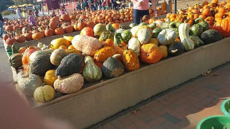Pumpkins, Sweet Potatoes, and the Full Fall Harvest