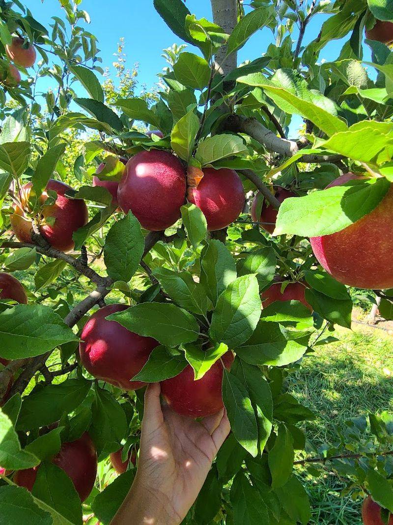 Apple Picking Season and Why It Stands Out