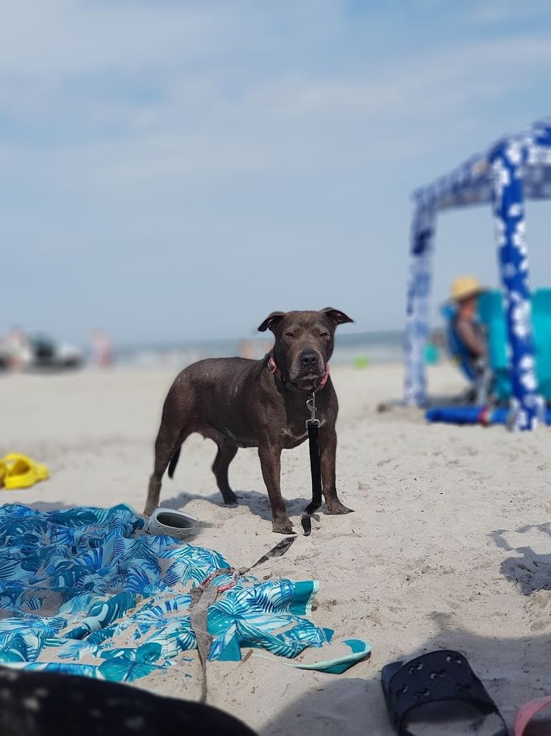 Wildwood Dog Park and Beach, Wildwood, NJ