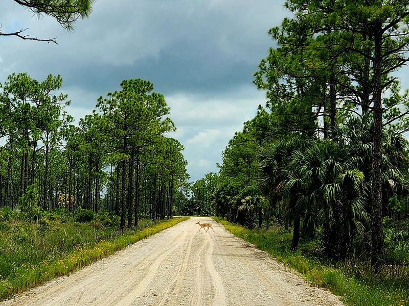 Fred C. Babcock–Cecil M. Webb Interior Trails (back sections)