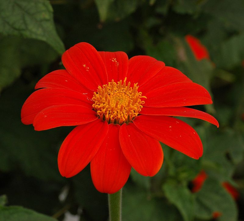 Tithonia (Mexican Sunflower) – Attracts pollinators and thrives in heat