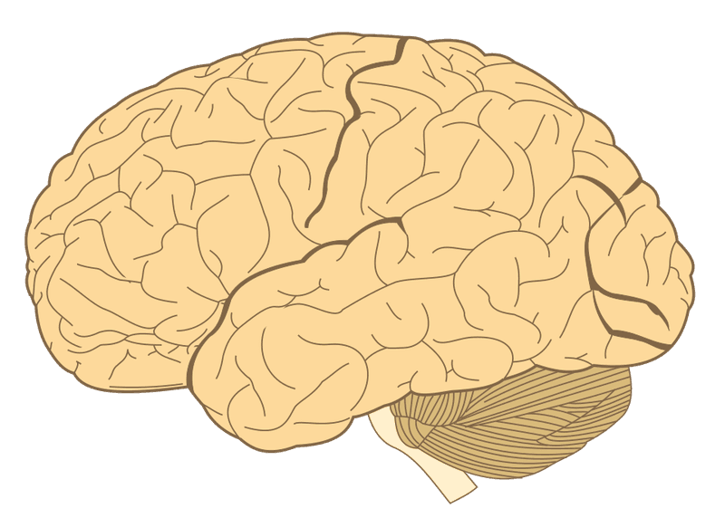 We Do Not Use Only 10% of Our Brains