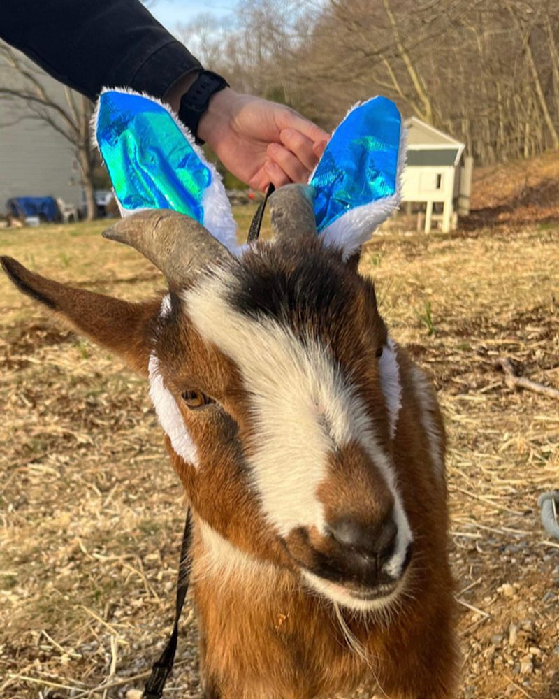 The Goats That Steal Every Visit