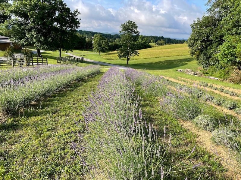 Midfield Lavender Farm — Bulls Gap