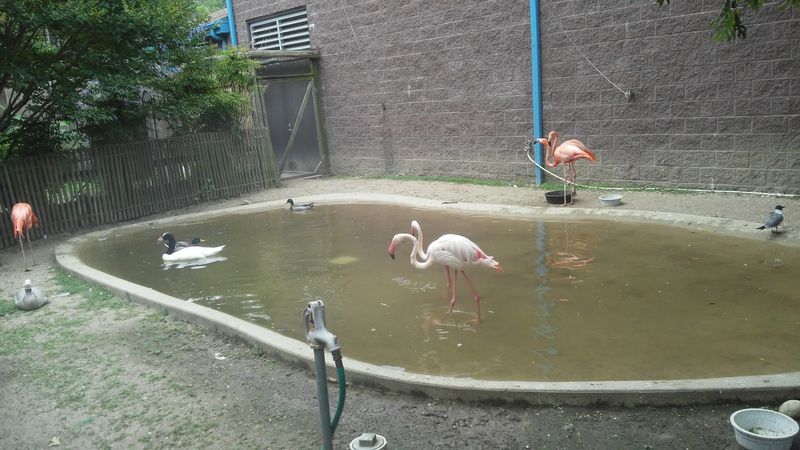 A Zoo That Keeps Improving