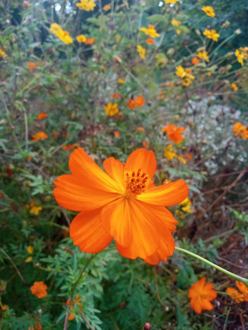 Wildlife Encounters You Cannot Schedule