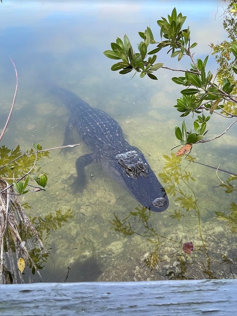 How the Blue Hole Compares to Paid Wildlife Experiences