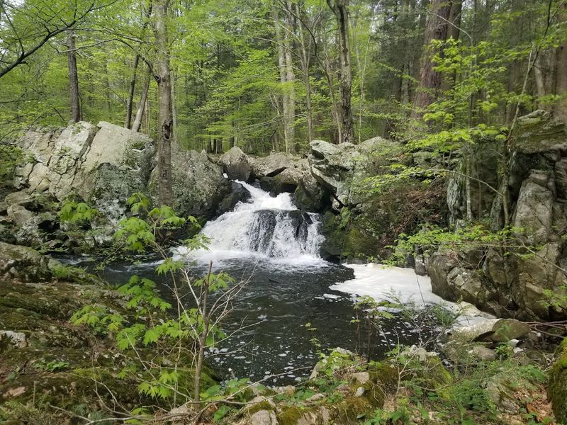 Foraging and Nature Exploration in the Park