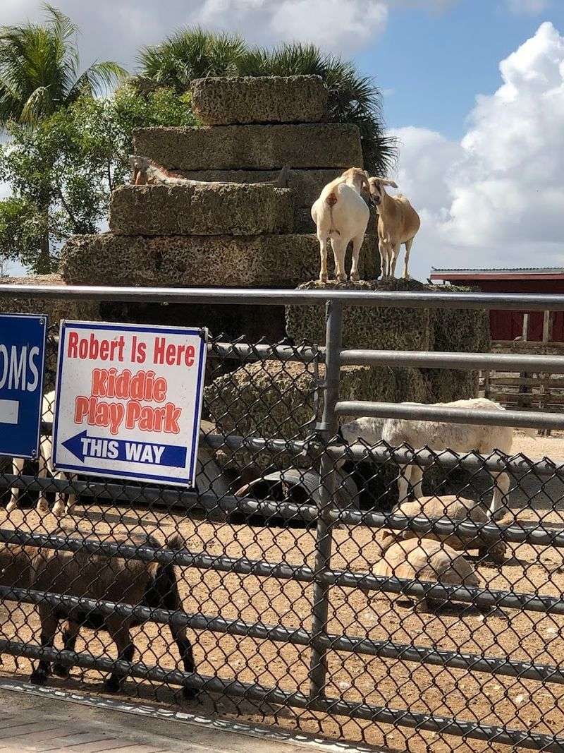 The Petting Zoo and Animal Area Out Back
