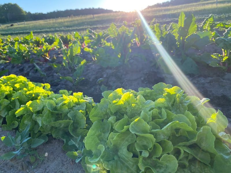 Mary's Weekly Emails: The Newsletter That Makes Meal Planning Easy