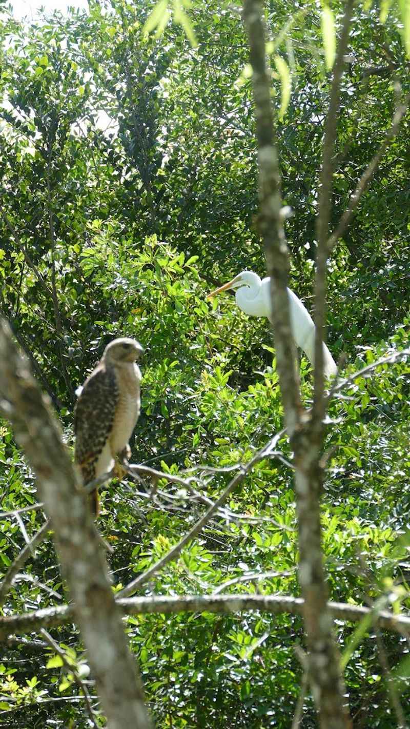 Wildlife You Might See and the One You Probably Won't