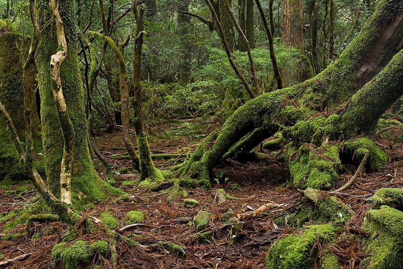 Hike the Forests of Yakushima
