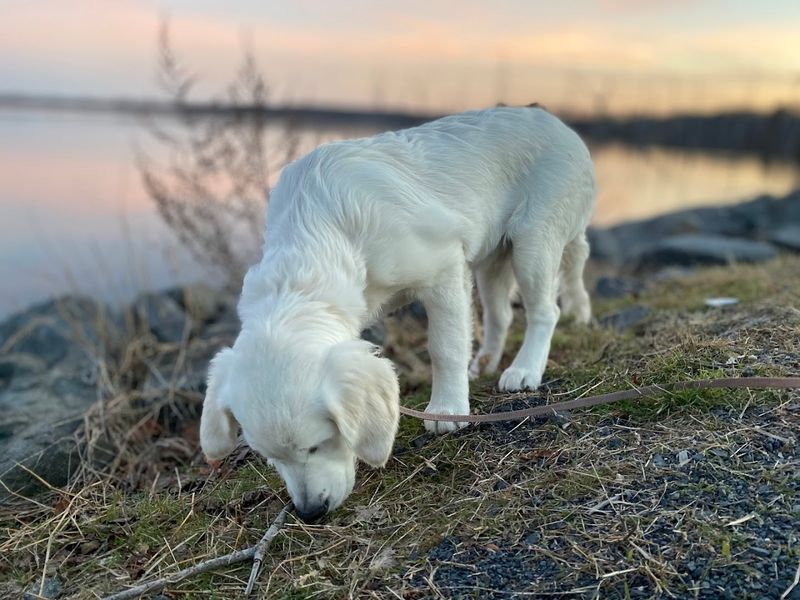 Dogs, Horses, and the Surprisingly Inclusive Trail Policy